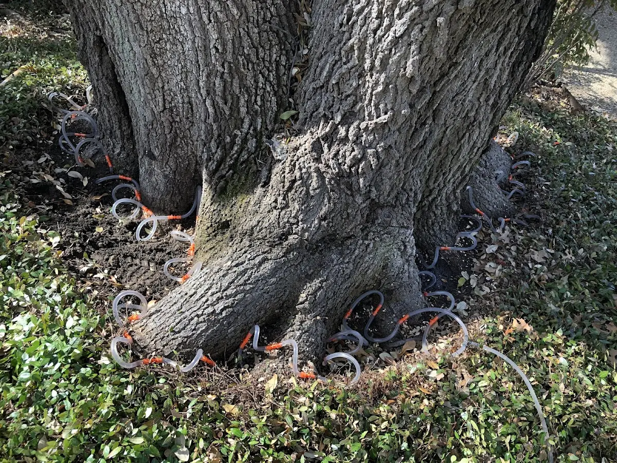 Detailed Tree Cabling and Bracing job site in Valley Springs